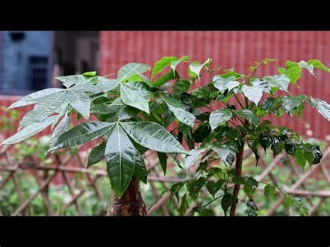 門口種樹風水|10種旺財門口植物